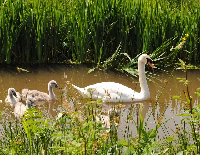 Living in Braunton and North DevonBraunton is one of North Devon’s most sought-after coastal villages, offering a unique mix of countryside charm and seaside living. Just a few miles from Saunton and Croyde Bay, it’s the gateway to the region’s famous surf beaches and coastal walks.The village itself has a lively centre with independent shops, cafés, restaurants and schools, making it a popular choice for families and professionals alike. Surrounded by rolling farmland and the scenic Tarka Trail, Braunton combines relaxed rural life with great local amenities and strong transport links to Barnstaple and Exeter.From character cottages and coastal retreats to modern family homes, Braunton offers a range of property styles to suit every lifestyle. It’s easy to see why so many people choose to call this part of North Devon home. - Webbers